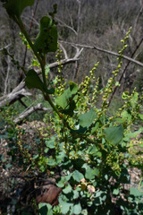 Muehlenbeckia rhyticarya