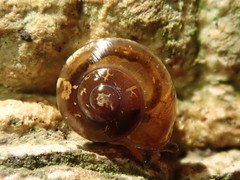 Nitor circumcinctus