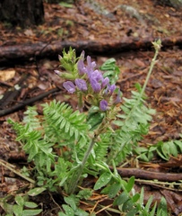 Oxytropis sylvatica