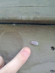 Coelostomidia wairoensis