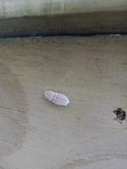 Coelostomidia wairoensis