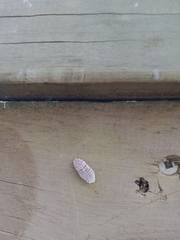 Coelostomidia wairoensis