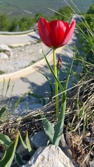 Tulipa hungarica rhodopea