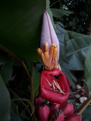 Musa velutina