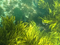 Girella elevata