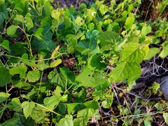 Ampelopsis glandulosa