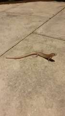 Eremiascincus isolepis