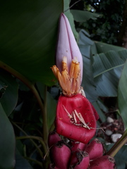 Musa velutina
