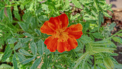 Tagetes patula