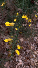 Ulex europaeus
