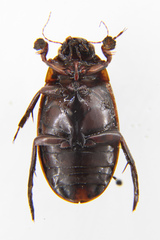 Dytiscus circumcinctus