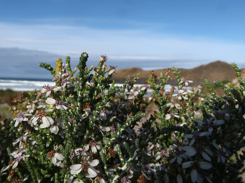 Image of Olearia lepidophylla by no rights reserved