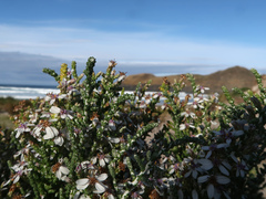 Olearia lepidophylla, photograph author not stated, no rights reserved