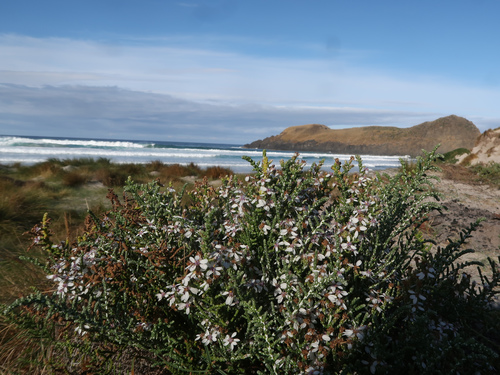 Image of Olearia lepidophylla by no rights reserved