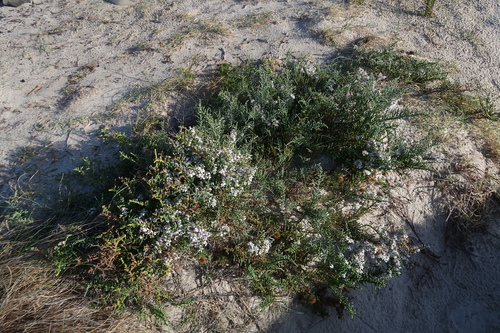 Image of Olearia lepidophylla by no rights reserved
