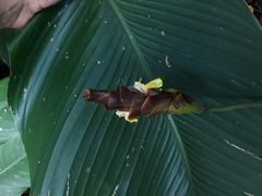Calathea lutea