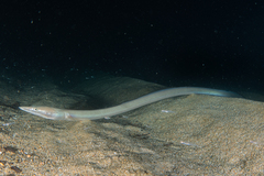 Serpent Eel photo 4