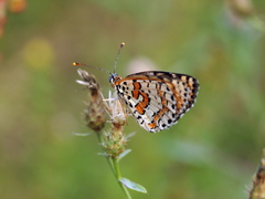 Melitaea interrupta