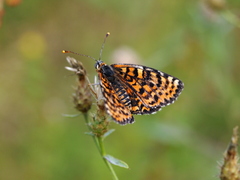 Melitaea interrupta