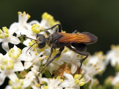 Prionyx subfuscatus