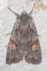 Lithophane furcifera