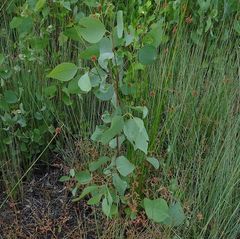 Eucalyptus bosistoana