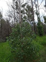 Eucalyptus bosistoana