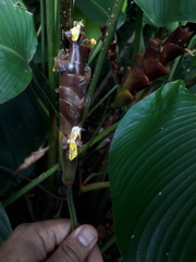 Calathea lutea