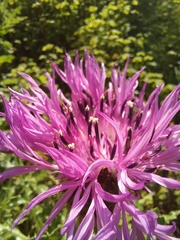 Centaurea polyacantha