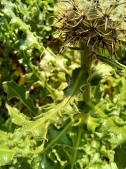 Centaurea polyacantha