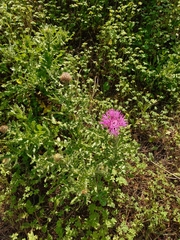 Centaurea polyacantha
