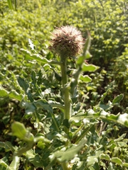 Centaurea polyacantha