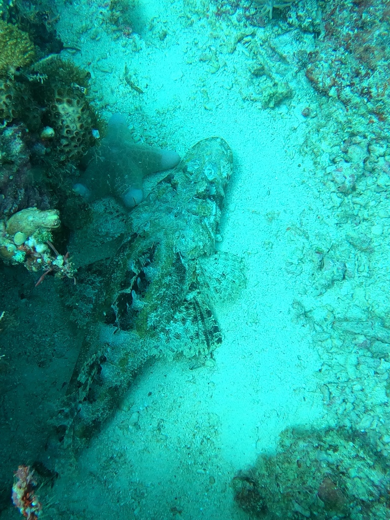 Crocodile fish