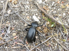 Eleodes grandicollis