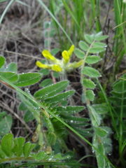 Astragalus dasyanthus