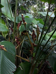 Calathea lutea