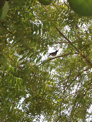 Acridotheres tristis