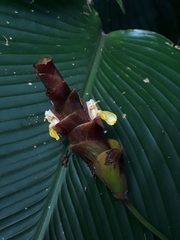 Calathea lutea