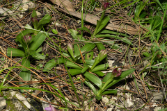 Anacamptis papilionacea