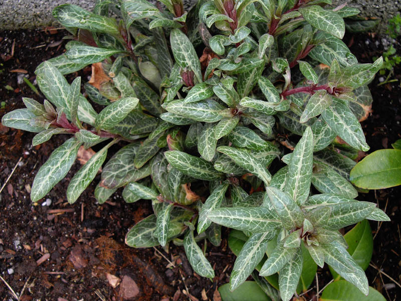 Lysimachia minoricensis