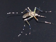 Stegomyia