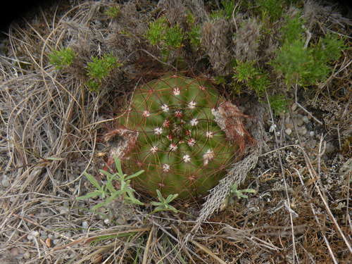 Parodia ottonis