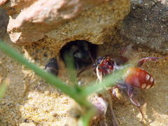 Pasites maculatus