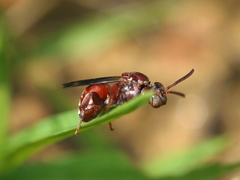 Pasites maculatus