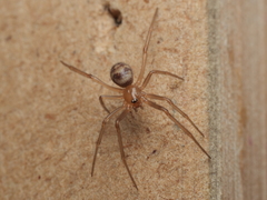 Steatoda grossa