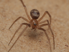 Steatoda grossa