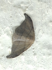 Drepaninae