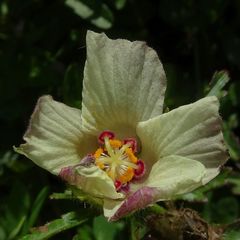 Hibiscus richardsonii