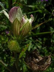 Hibiscus richardsonii
