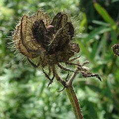 Hibiscus richardsonii